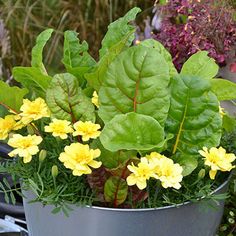 a potted plant with yellow flowers and green leaves