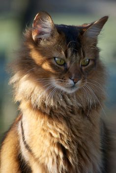 a close up of a cat with green eyes