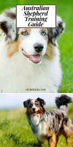 the australian shepherd training guide is available for all dogs to learn how to use it