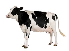 a black and white cow standing in front of a white background