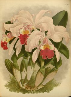 an illustration of pink orchids in a vase with green leaves and flowers around it