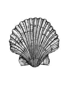 an illustration of a scallop shell