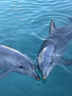 two dolphins are swimming in the water near each other and one is touching it's nose