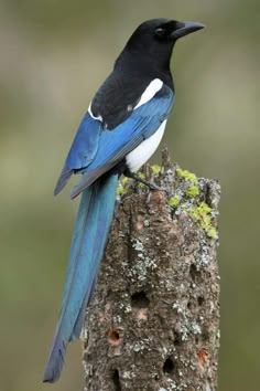 a blue and white bird sitting on top of a tree stump