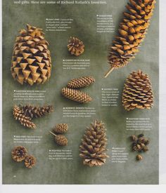 pine cones are arranged on top of each other in an article about the different types of pine cones