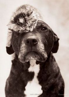 a cat is sitting on top of a dog's head with the caption will be able to aford a proper eye patch thanks to savings from health insurance marketplace marketplaces