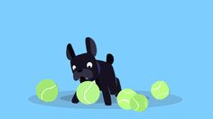 a black dog with tennis balls in front of it on a blue background that looks like he is playing tennis