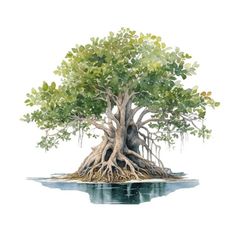 a watercolor painting of a tree with its roots hanging over the water's surface