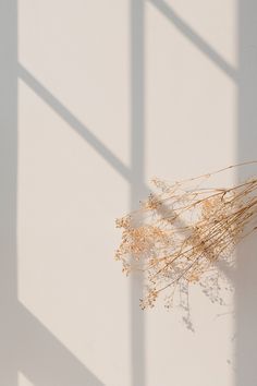 dried flowers are sitting on a white surface next to a shadow from the wall behind them