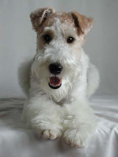 a small white dog sitting on top of a bed