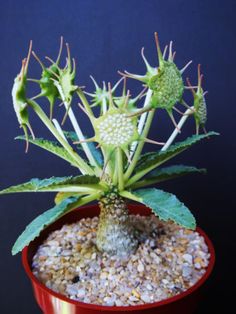 a small potted plant with green leaves and gravel in front of a blue background