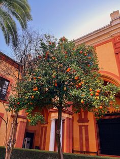 an orange tree is in front of a building with columns and arches on the side