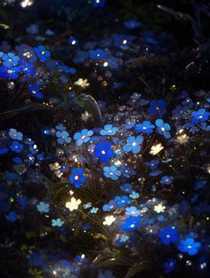 blue and white flowers are lit up in the dark