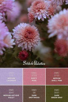 some pink and purple flowers are in color swatches