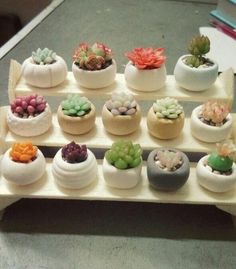 there are many succulents in small pots on the tray, all different colors and sizes