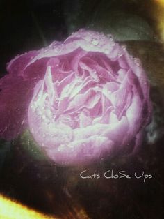 a purple flower with water droplets on it's petals and the words cats close up