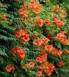 an orange bush with lots of flowers growing on it's sides and green leaves