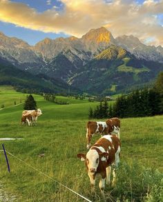 three cows grazing in a field with mountains in the background