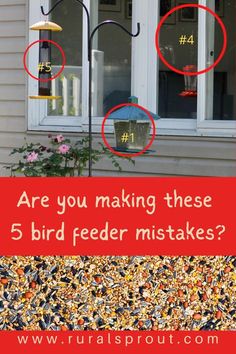 bird feeders with the words are you making these 5 bird feeder mistakes?