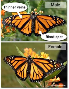 two pictures of monarch butterflies, one showing male and the other showing female with speech bubbles