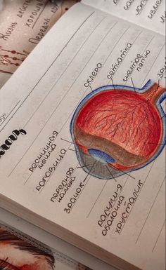 an illustration of the human body is shown on top of some medical notes with blood vessels