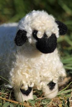 a small white sheep with black feet standing in the grass and looking at the camera