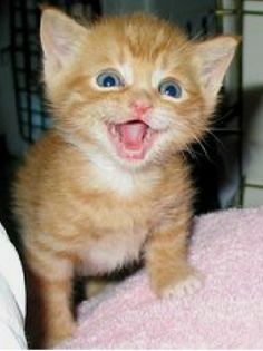 an orange kitten with its mouth open and it's eyes wide open, standing on a pink blanket