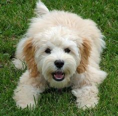 a small white dog laying in the grass