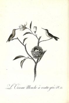 a black and white drawing of three birds on a branch with a nest in the middle