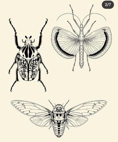 three different types of bugs and moths on a white background, each with an insect's head in the center