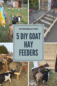 several pictures of goats and sheep in their pen with text overlay that reads 5 diy goat hay feeders