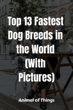 Can you name the top ten fastest Dog Breeds? Some species are simple to identify, while others will delight you.