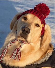 the dog is wearing a red hat with tassels