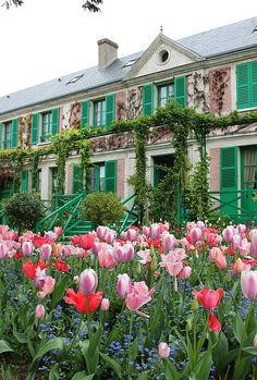 tulips and other flowers in front of an old building with green shutters