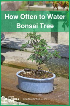 a bonsai tree in a pot with the title how often to water a bonsai tree