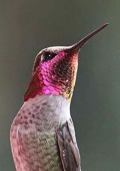 a colorful hummingbird sitting on top of a tree branch with its beak raised to the sky