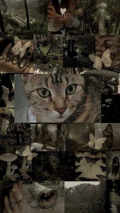 a collage of photos with a cat in the middle and butterflies all over it