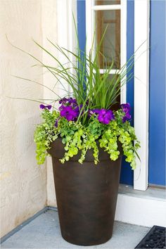 a potted planter with purple and green flowers on the front door step next to a blue door