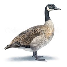 an illustration of a duck standing on the ground