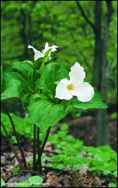 a white flower with green leaves in the woods