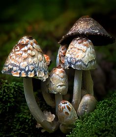 three mushrooms are growing on the mossy ground