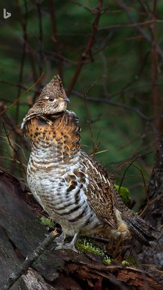 an owl standing on top of a fallen tree trunk in the forest with its eyes closed