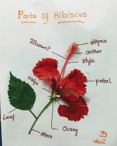 the parts of a hibiscus flower on a piece of paper