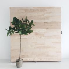 a potted plant sitting on top of a white table next to a wooden wall