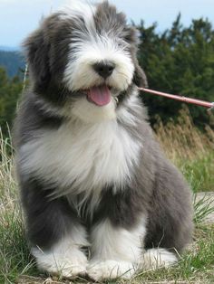 a dog that is sitting in the grass