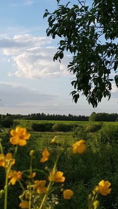 yellow flowers are in the foreground, and an airplane is in the distance behind them