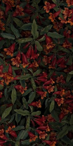 red and orange flowers with green leaves on the top, in front of a black background