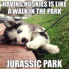 a husky dog laying on the ground with its paw in it's mouth and caption saying having huskies is like a walk in the park