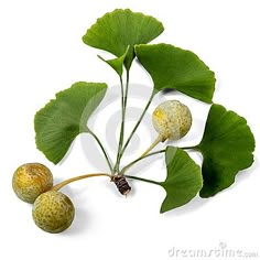 some green leaves and fruit on a white background with clipping for the wording