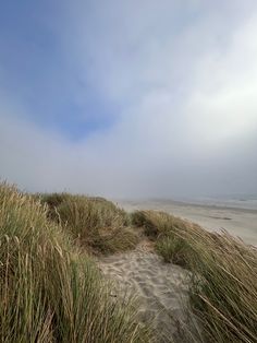 the beach is covered in grass and sand